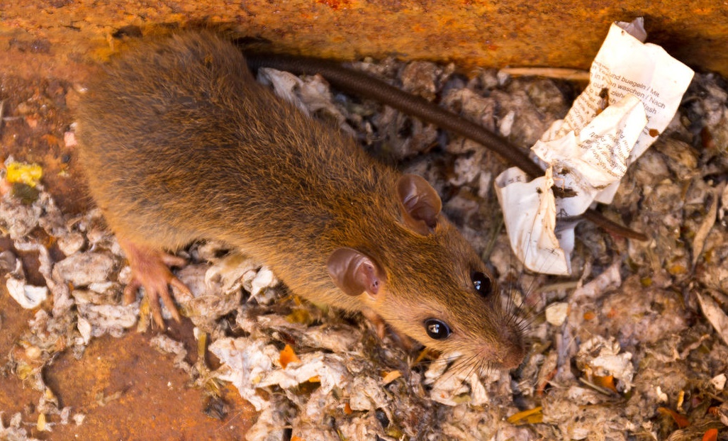 Brown Rat Icon